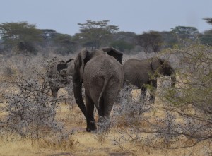 Elephant butts
