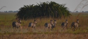 Zebra Butts