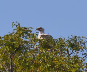 Fish Eagle